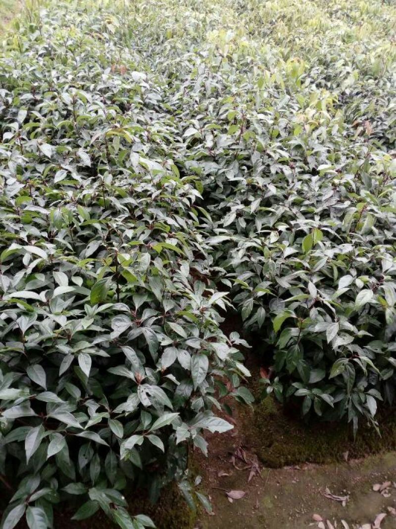樟树苗50~60cm，小杯苗，中杯苗