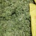 鼠曲草清明草新鲜清明艾草