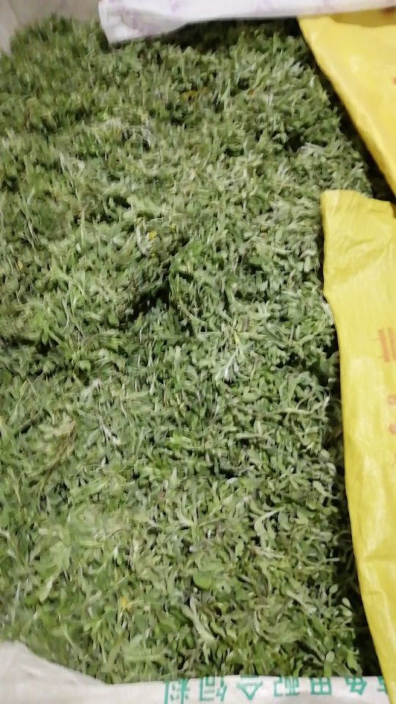 鼠曲草清明草新鲜清明艾草