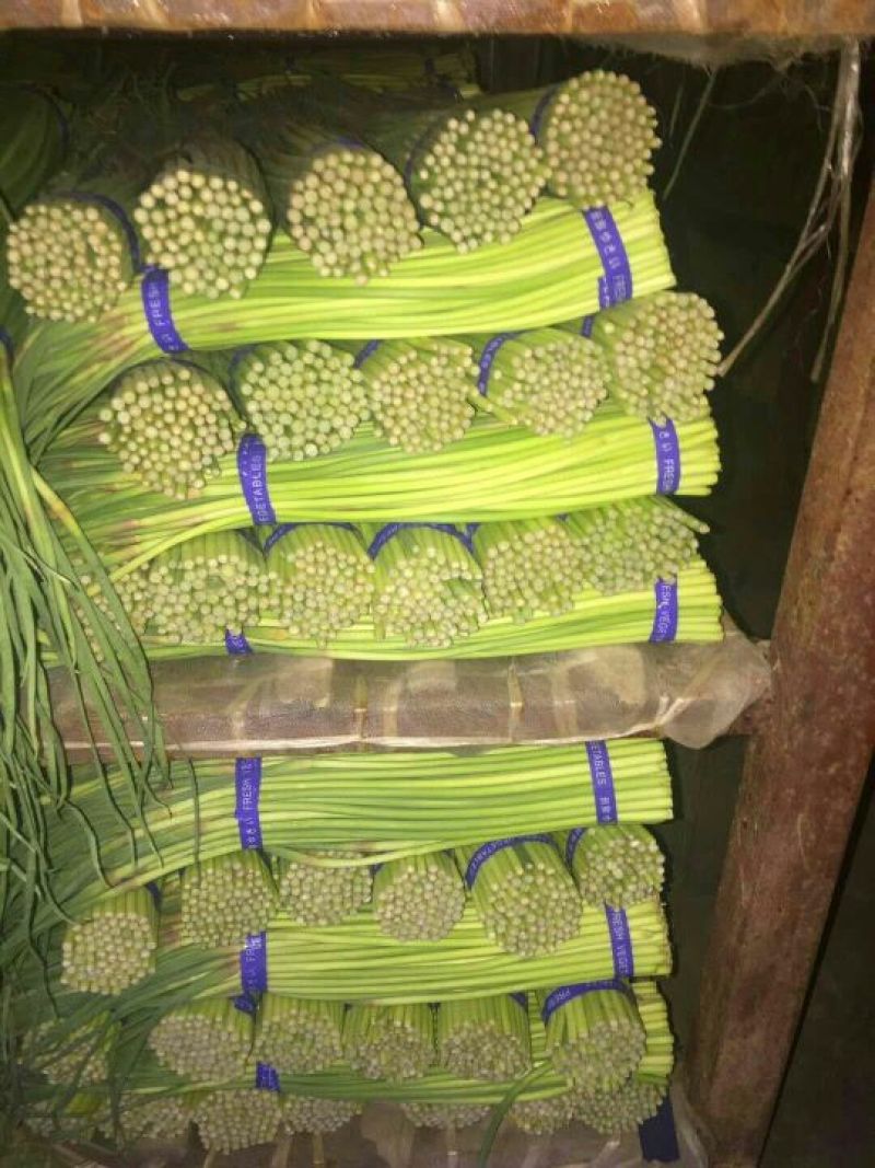 精品早熟蒜薹40~60cm大量上市，价1.4元。