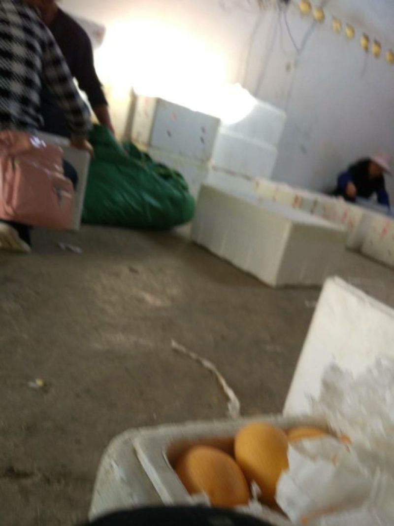 解放钟枇杷0.4两以上