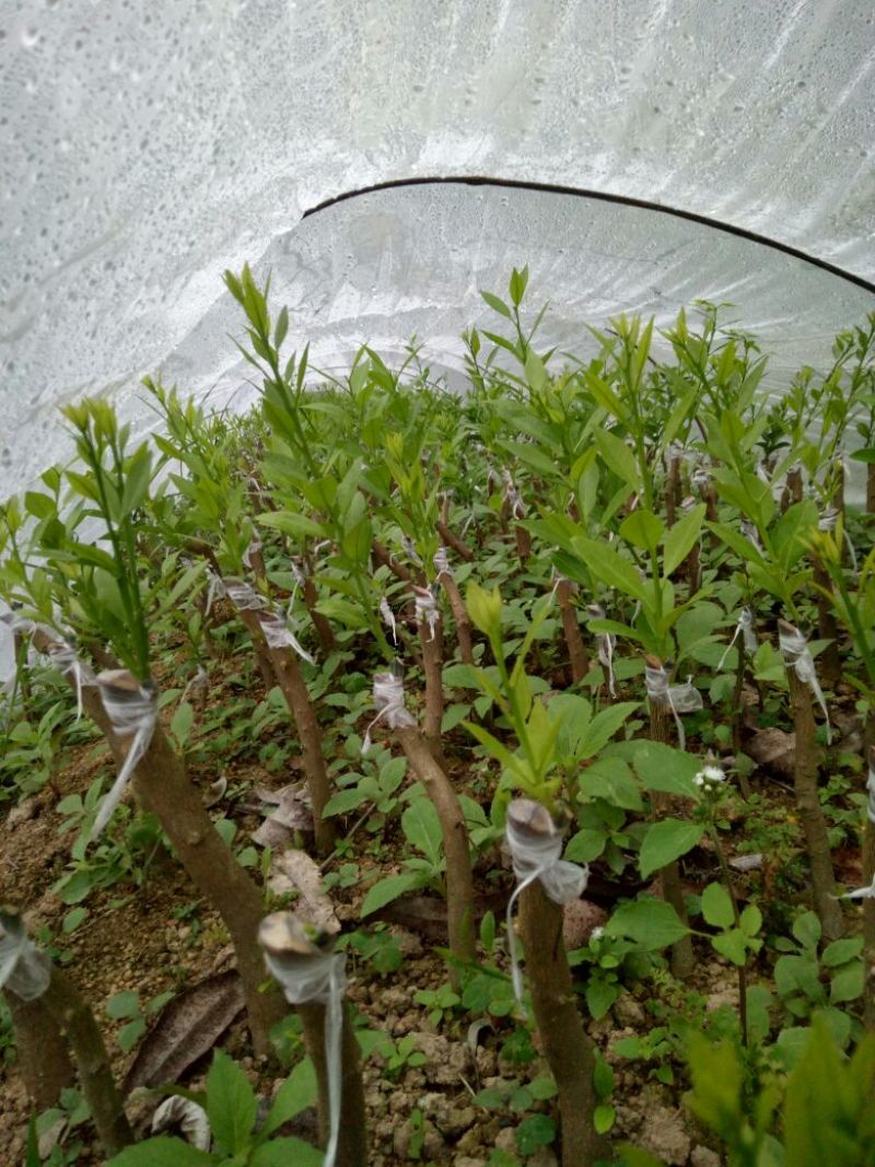 嫁接新会柑苗茶枝柑苗陈皮柑苗30~50cm
