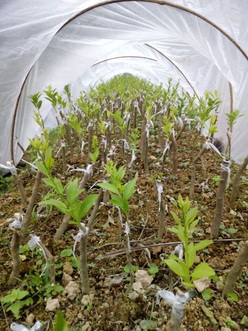 嫁接新会柑苗茶枝柑苗陈皮柑苗30~50cm