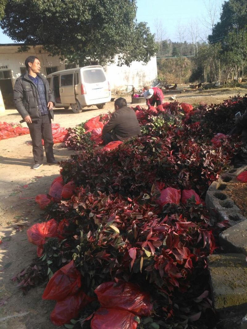 3O一50公分红叶石楠苗石楠小苗火焰红罗宾包邮，基地直销