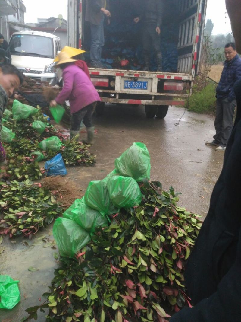 3O一50公分红叶石楠苗石楠小苗火焰红罗宾包邮，基地直销