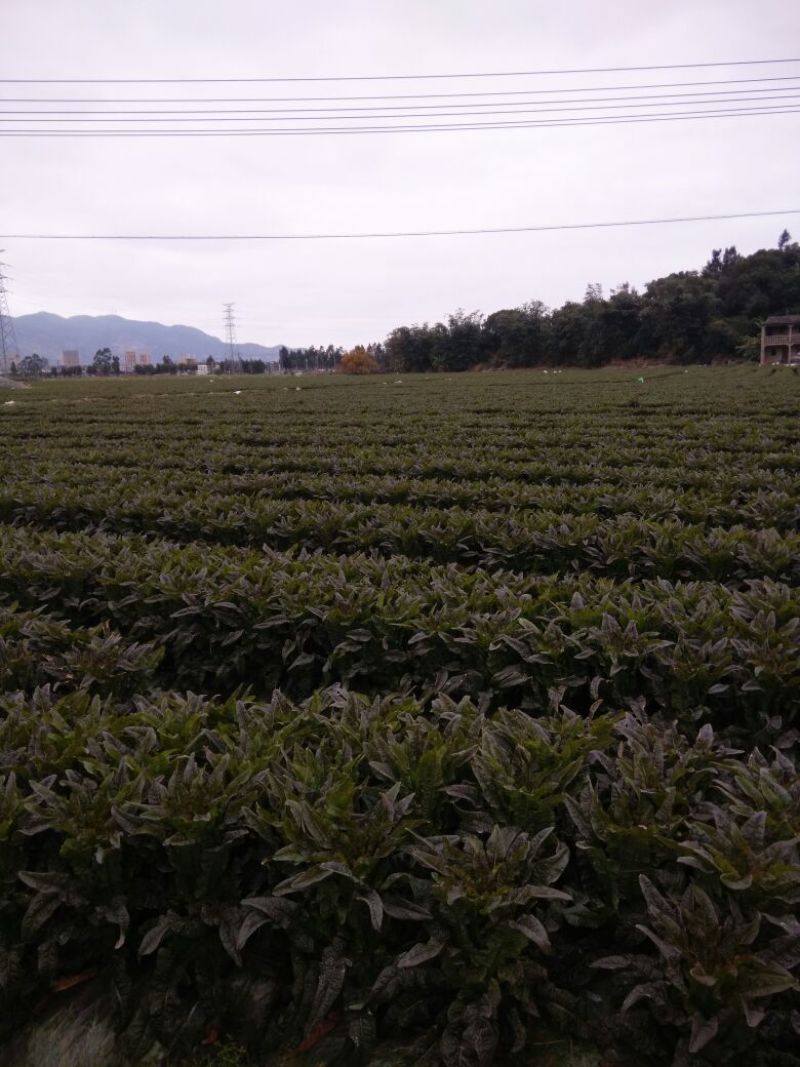 红莴笋2斤以上产地供应皮薄青肉可视频看货欢迎来电