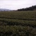 莴笋2斤以上产地供应，皮薄不空心质量保证视频看货