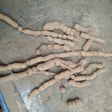 巴戟天二级
