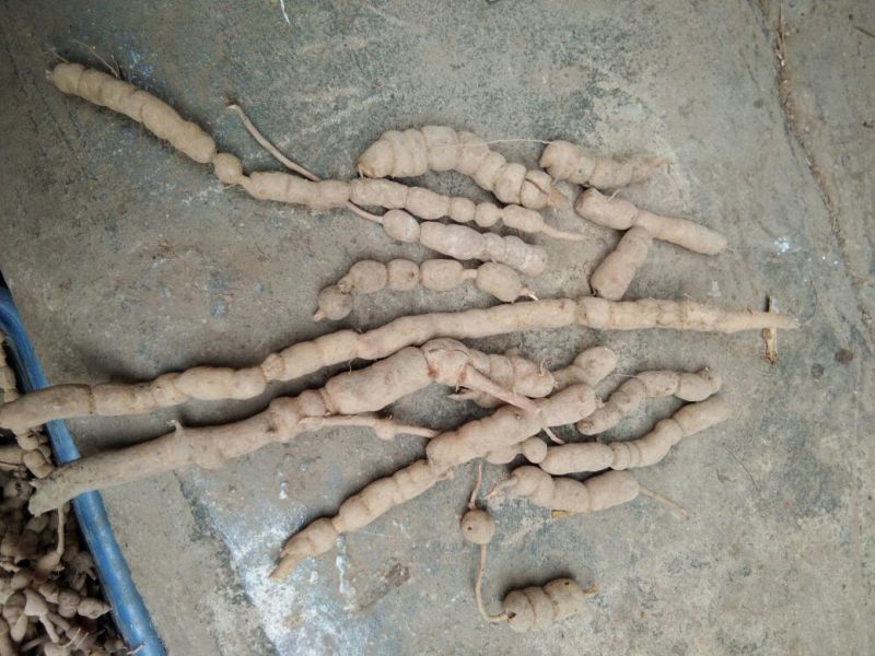 巴戟天二级