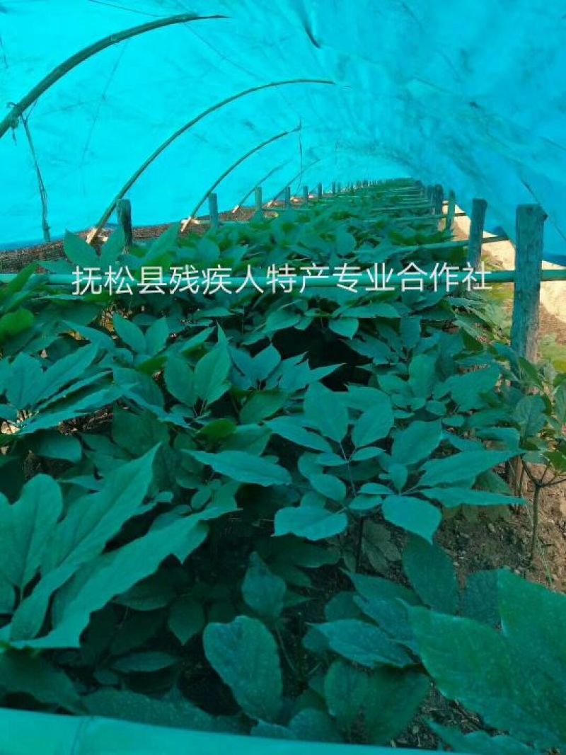 人参花长白山六年生人参花六罐一件包邮产地直供