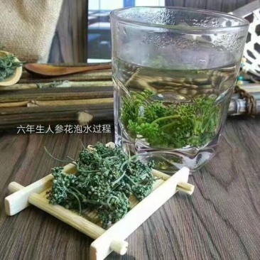 人参花长白山六年生人参花六罐一件包邮产地直供