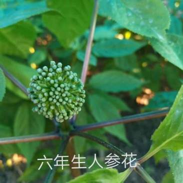 人参花长白山六年生人参花2罐一件包邮产地直供一罐二两
