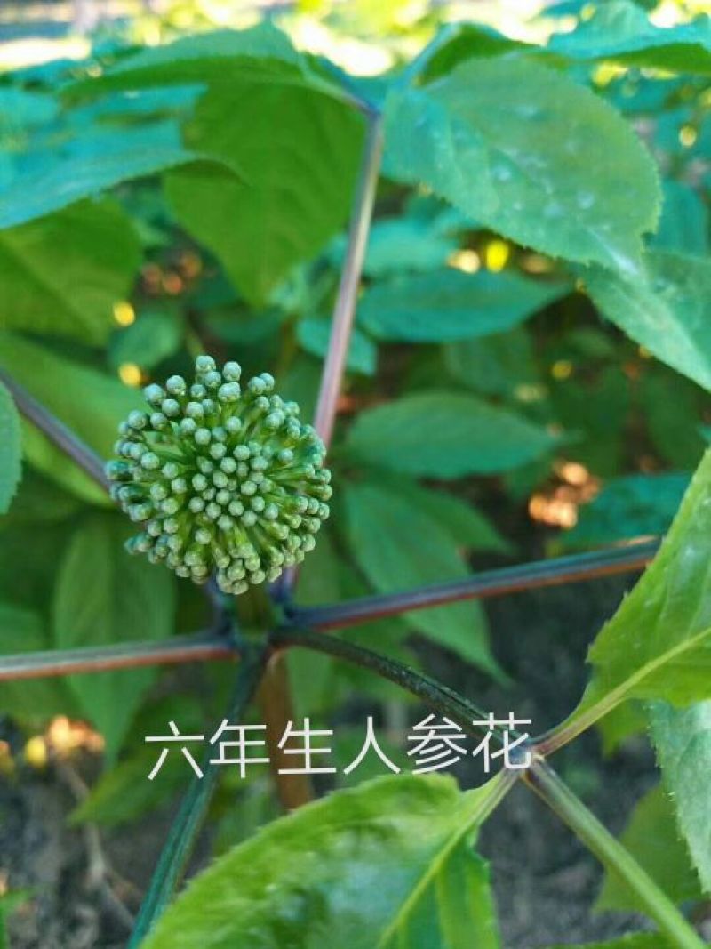 人参花长白山六年生人参花六罐一件包邮产地直供