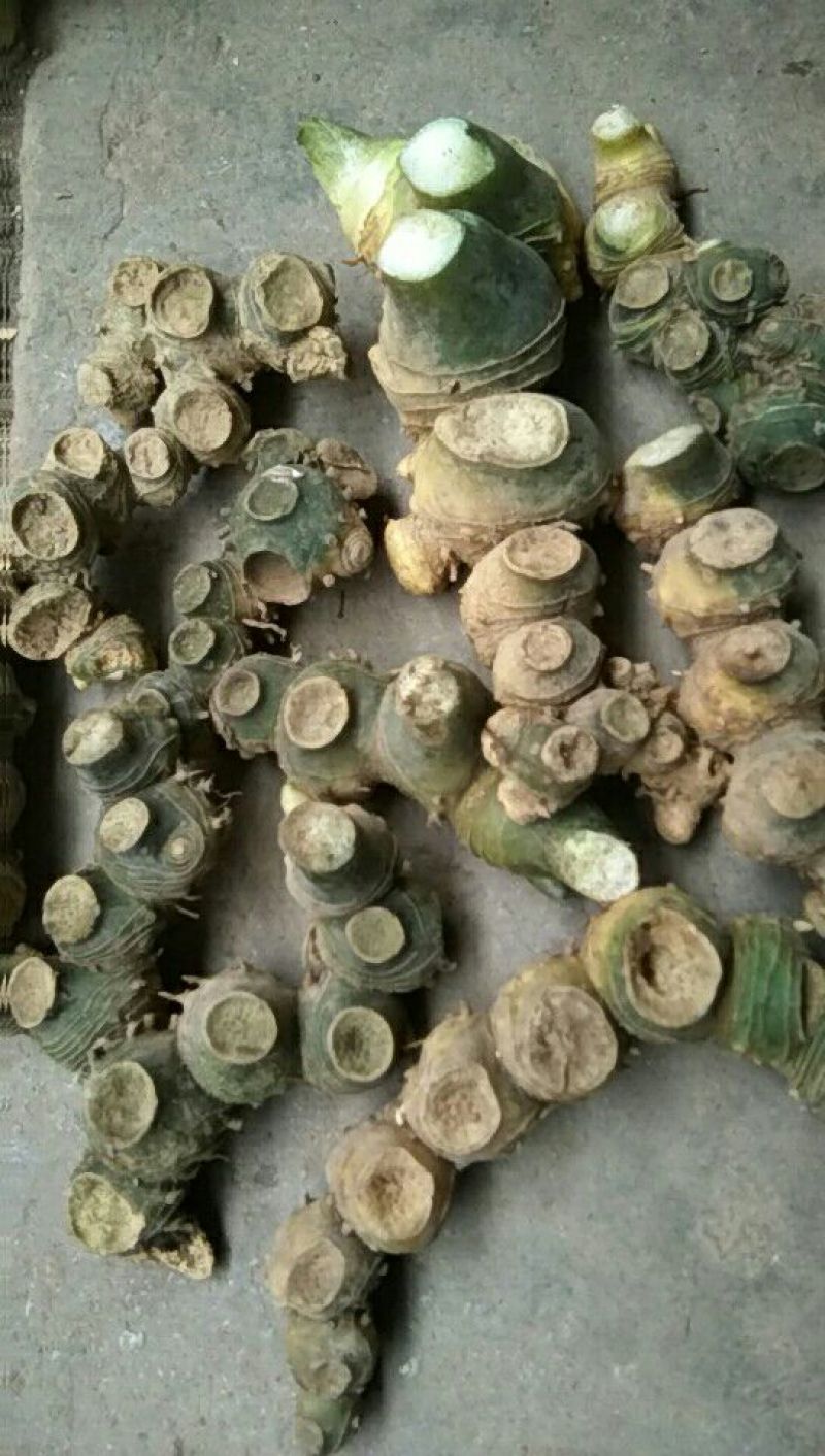 野生甜黄精，九蒸九晒