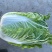 【精品】云南黄心白菜4~5斤保质保量产地直发量大从优