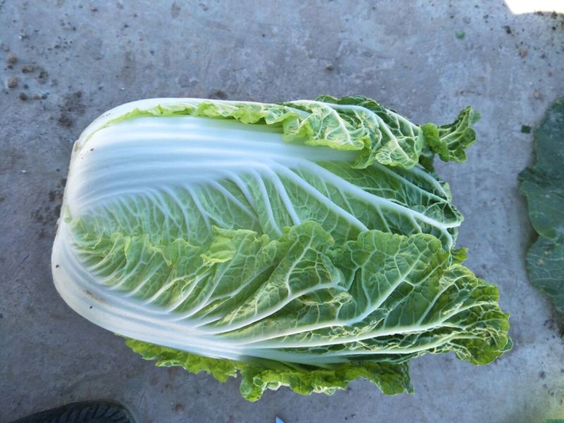 【精品】云南黄心白菜4~5斤保质保量产地直发量大从优
