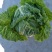 【精品】云南黄心白菜4~5斤保质保量产地直发量大从优