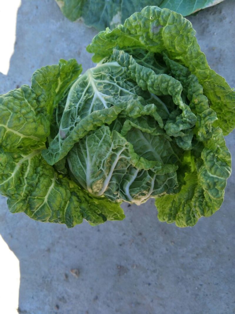 【精品】云南黄心白菜4~5斤保质保量产地直发量大从优