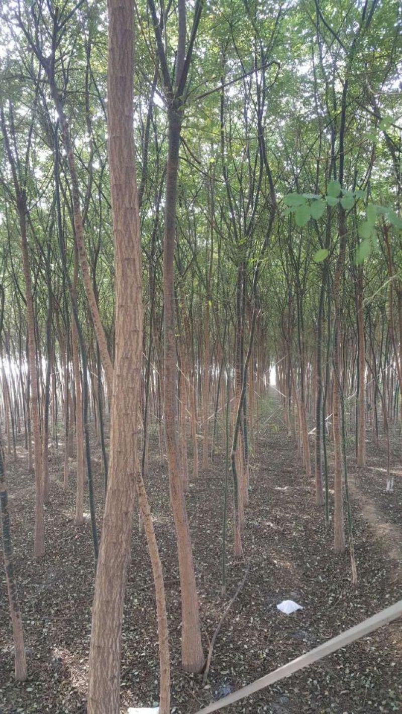 国槐基地价格已经降了您怎能不知道！各种规格