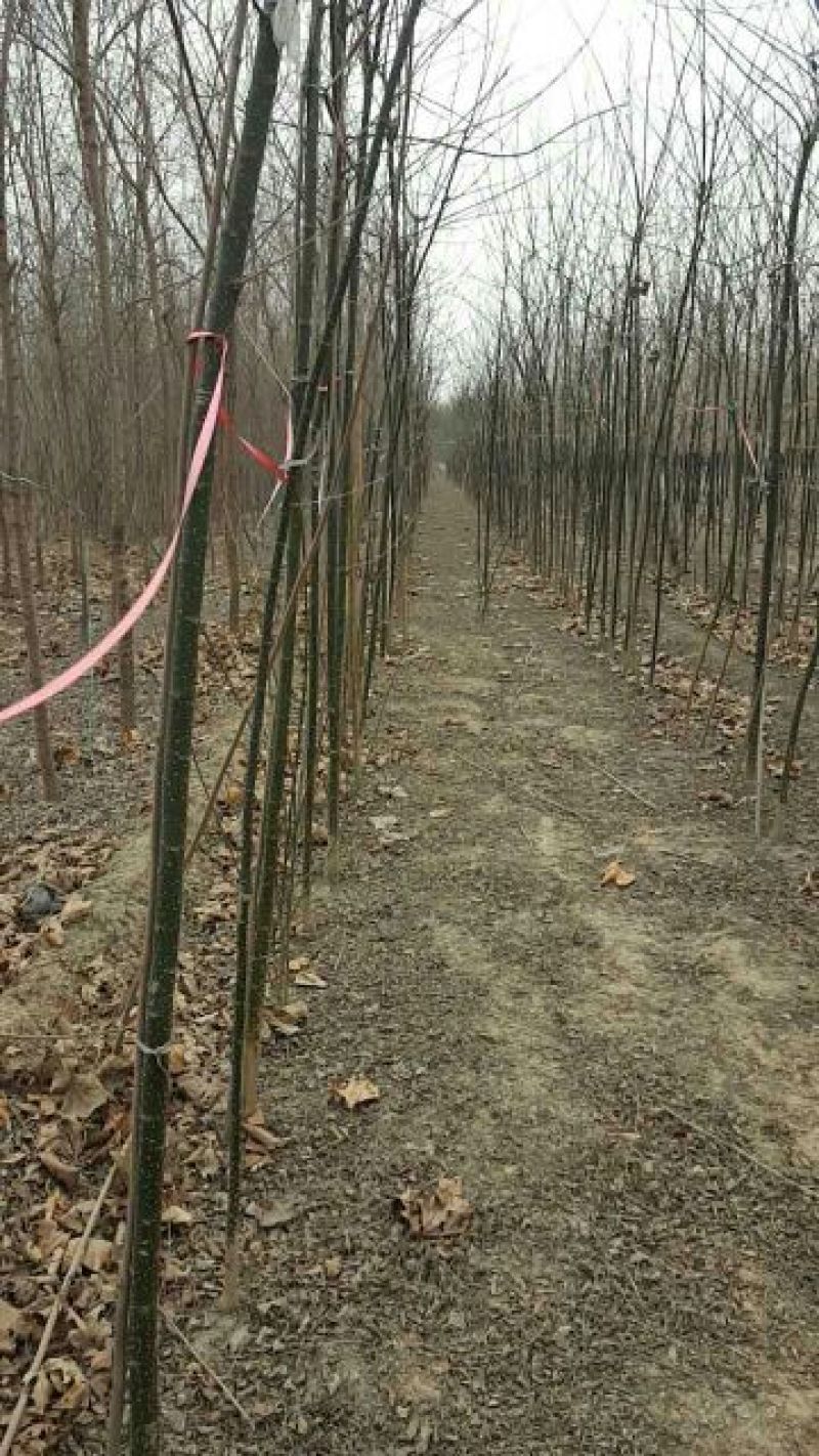 国槐基地价格已经降了您怎能不知道！各种规格