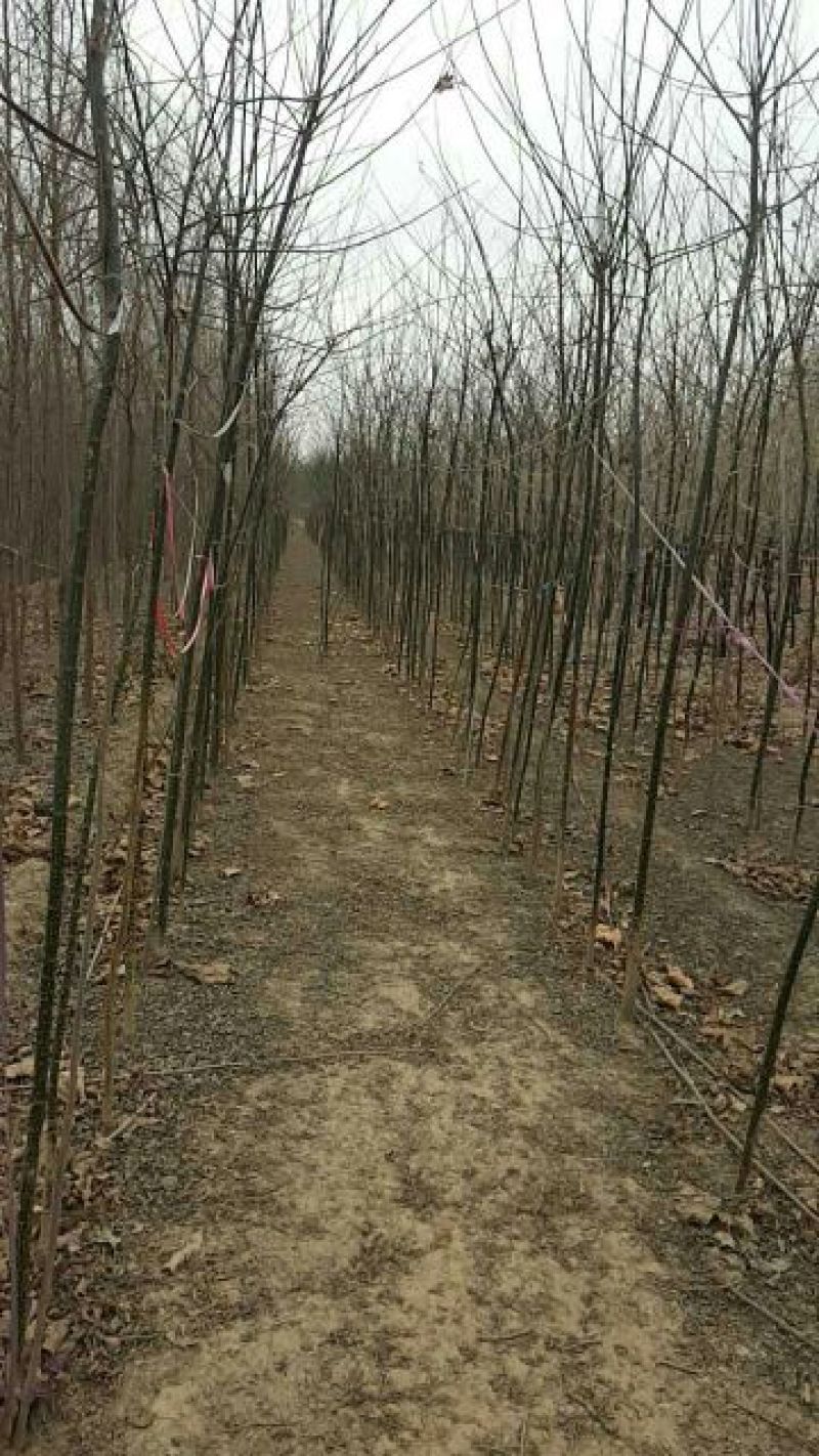 国槐基地价格已经降了您怎能不知道！各种规格