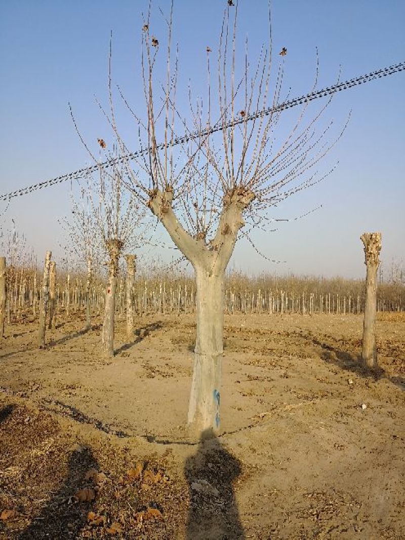 法桐河北法桐基地各种规格，各种品种，法桐