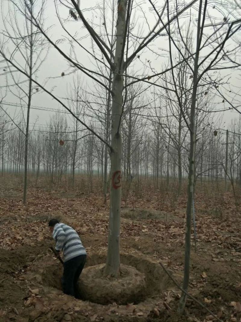 法桐河北法桐基地各种规格，各种品种，法桐