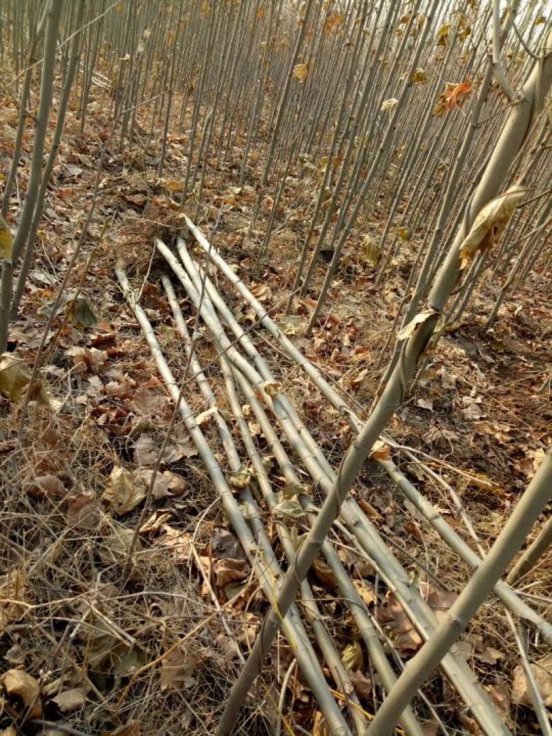 法桐河北法桐基地各种规格，各种品种，法桐