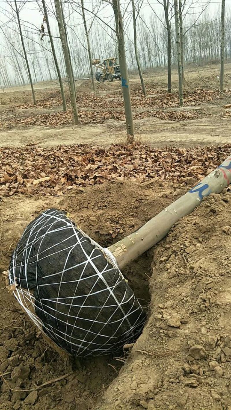 法桐河北法桐基地各种规格，各种品种，法桐