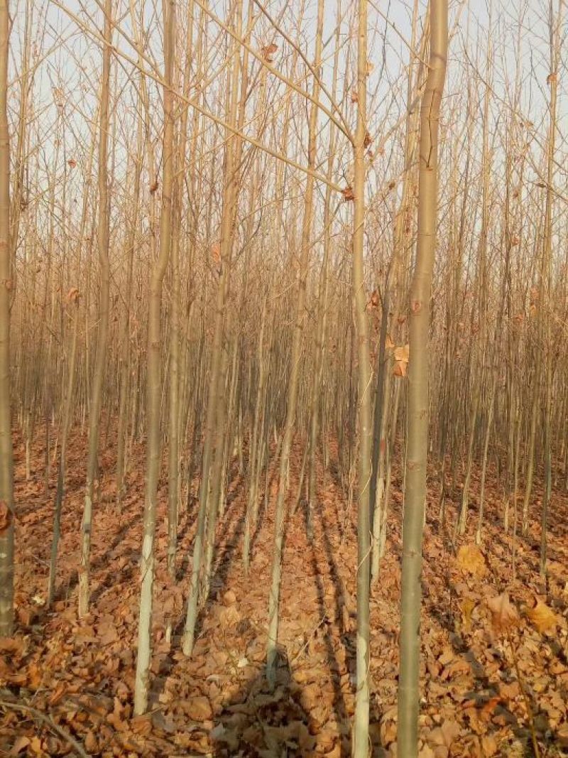 法桐河北法桐基地各种规格，各种品种，法桐
