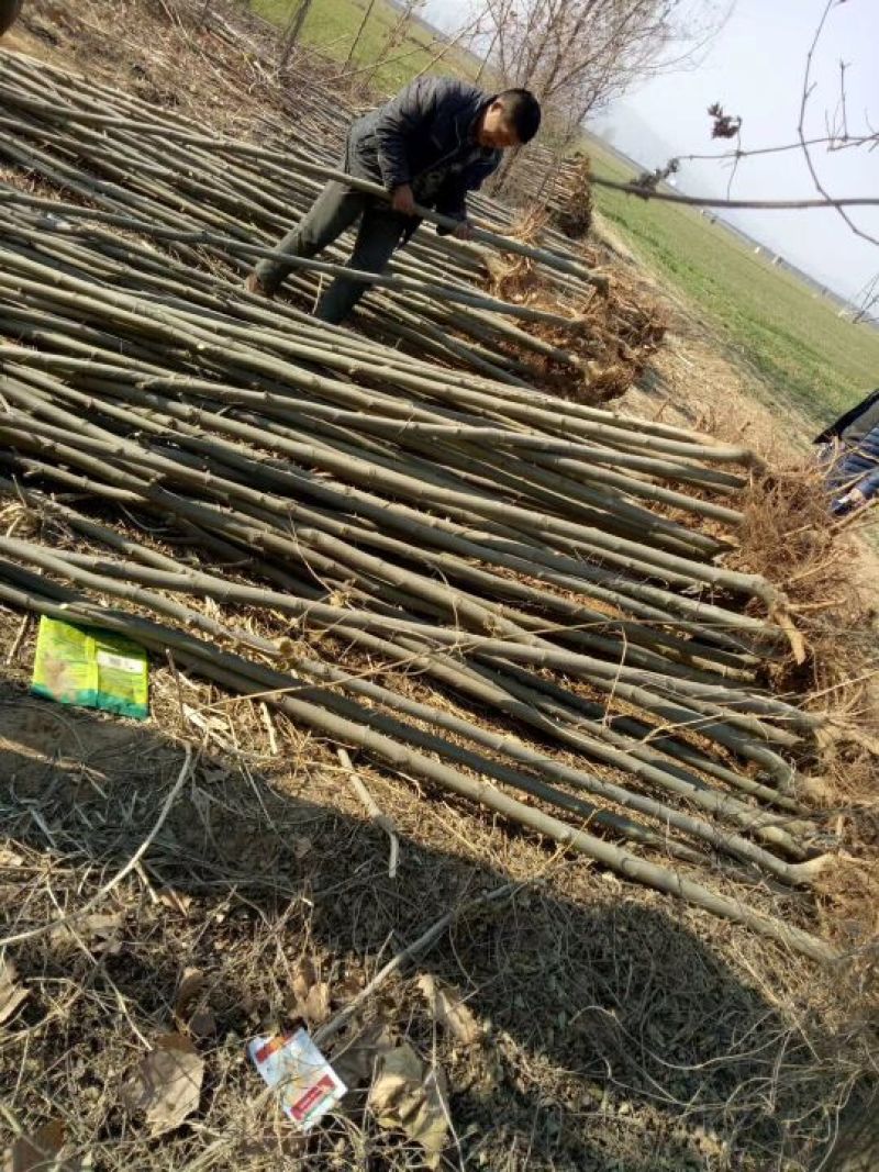 法桐河北法桐基地各种规格，各种品种，法桐