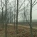 法桐河北法桐基地各种规格，各种品种，法桐