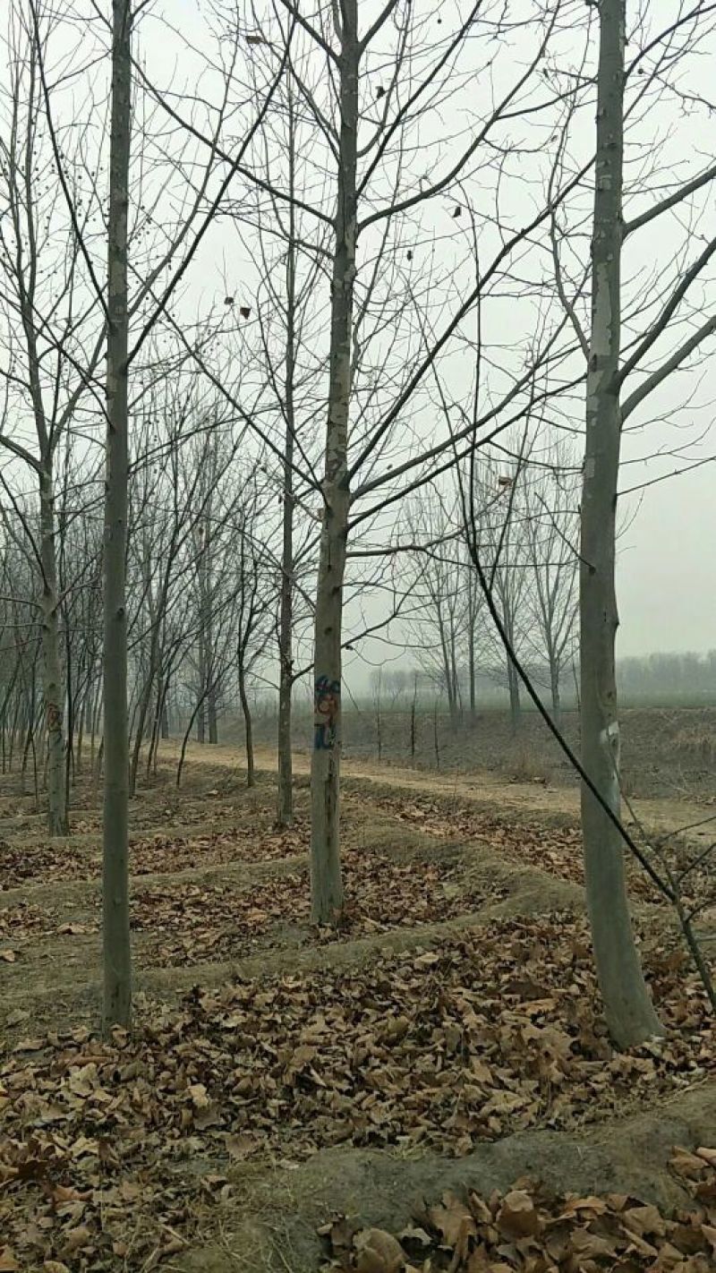 法桐河北法桐基地各种规格，各种品种，法桐