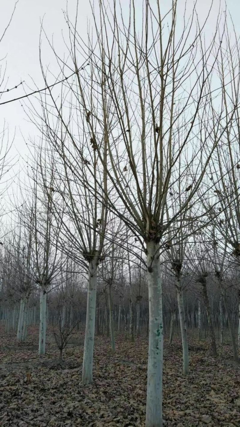 法桐河北法桐基地各种规格，各种品种，法桐