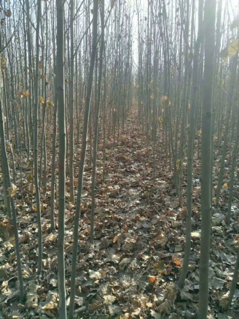 法桐河北法桐基地各种规格，各种品种，法桐