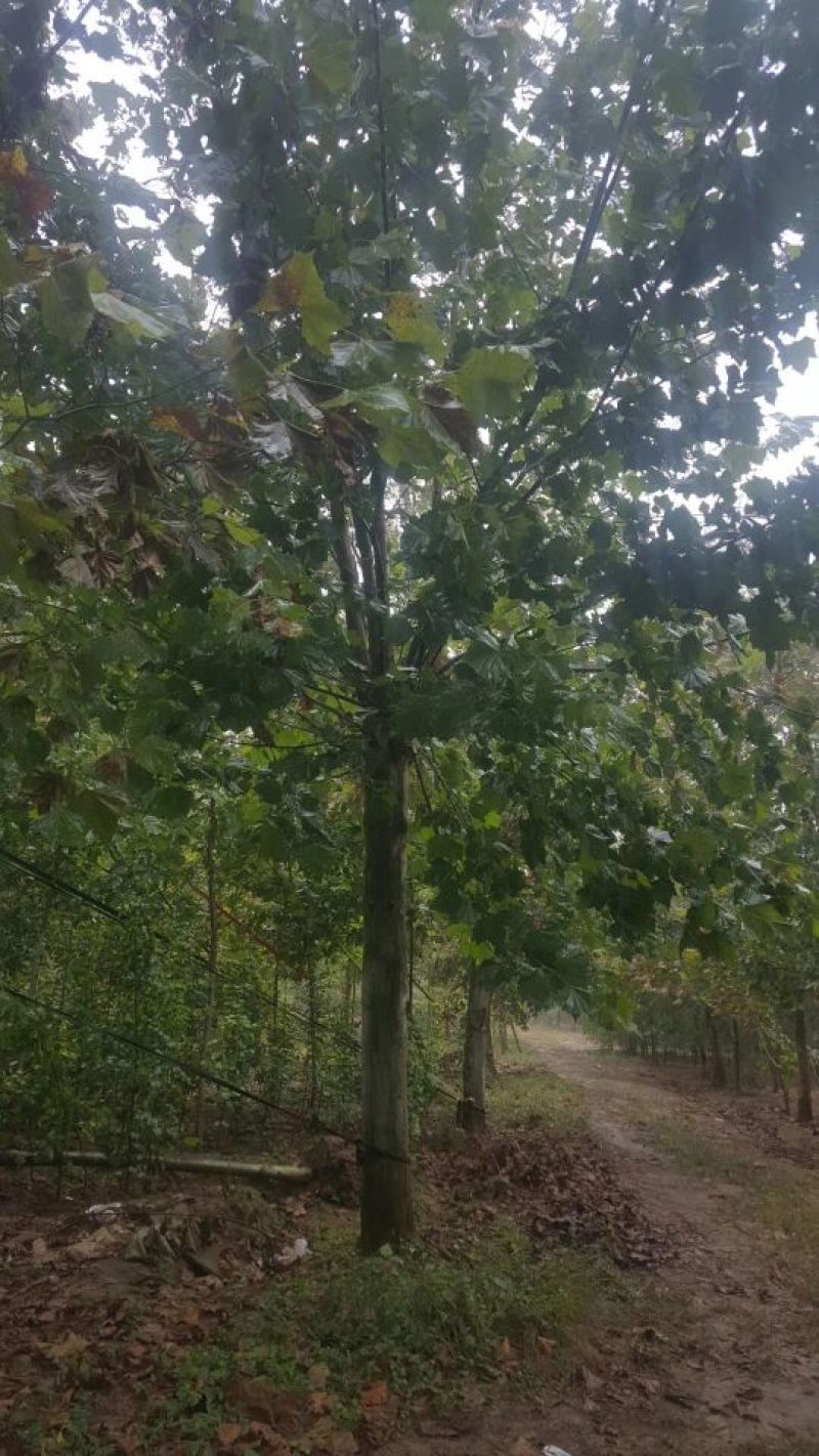 法桐河北法桐基地各种规格，各种品种，法桐