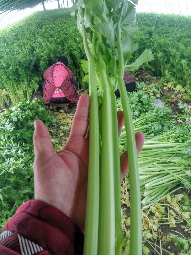 西芹，大棚鲜菜，中小棵，叶绿茎亮，净菜上车，货源充足