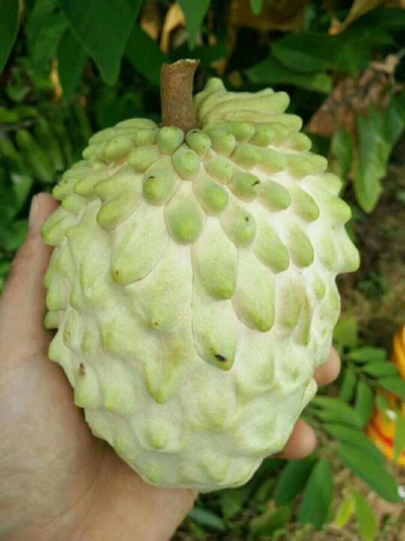 释迦苗台湾凤梨