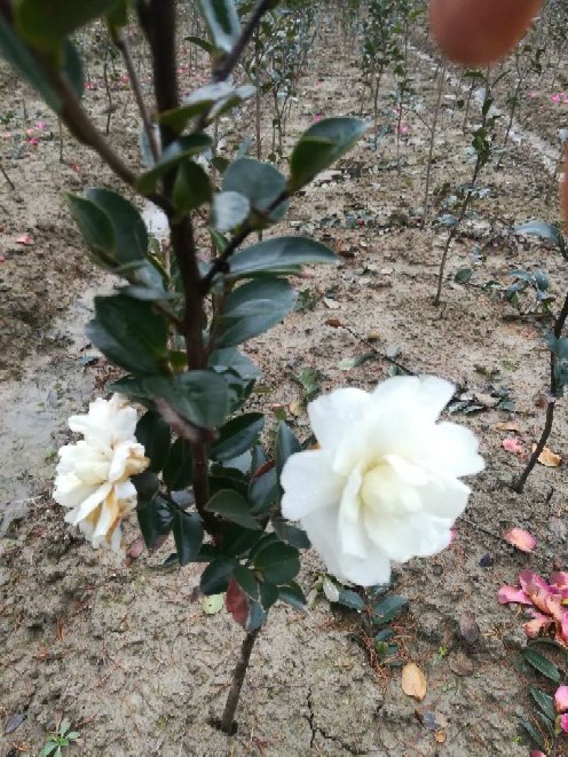 茶梅4~6cm4~6cm0.5~1米