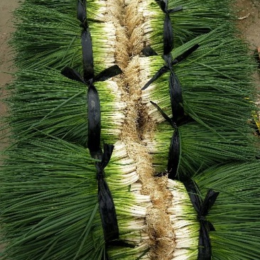 香葱小葱30~35cm