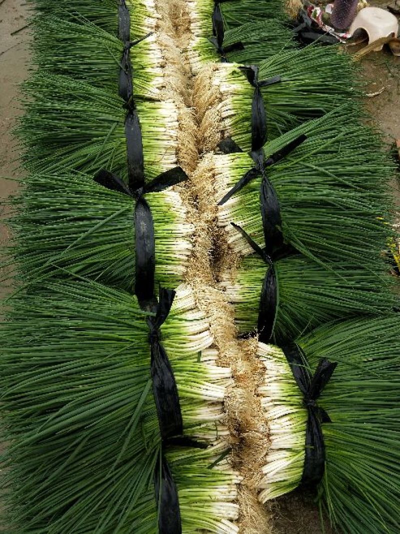 香葱小葱30~35cm