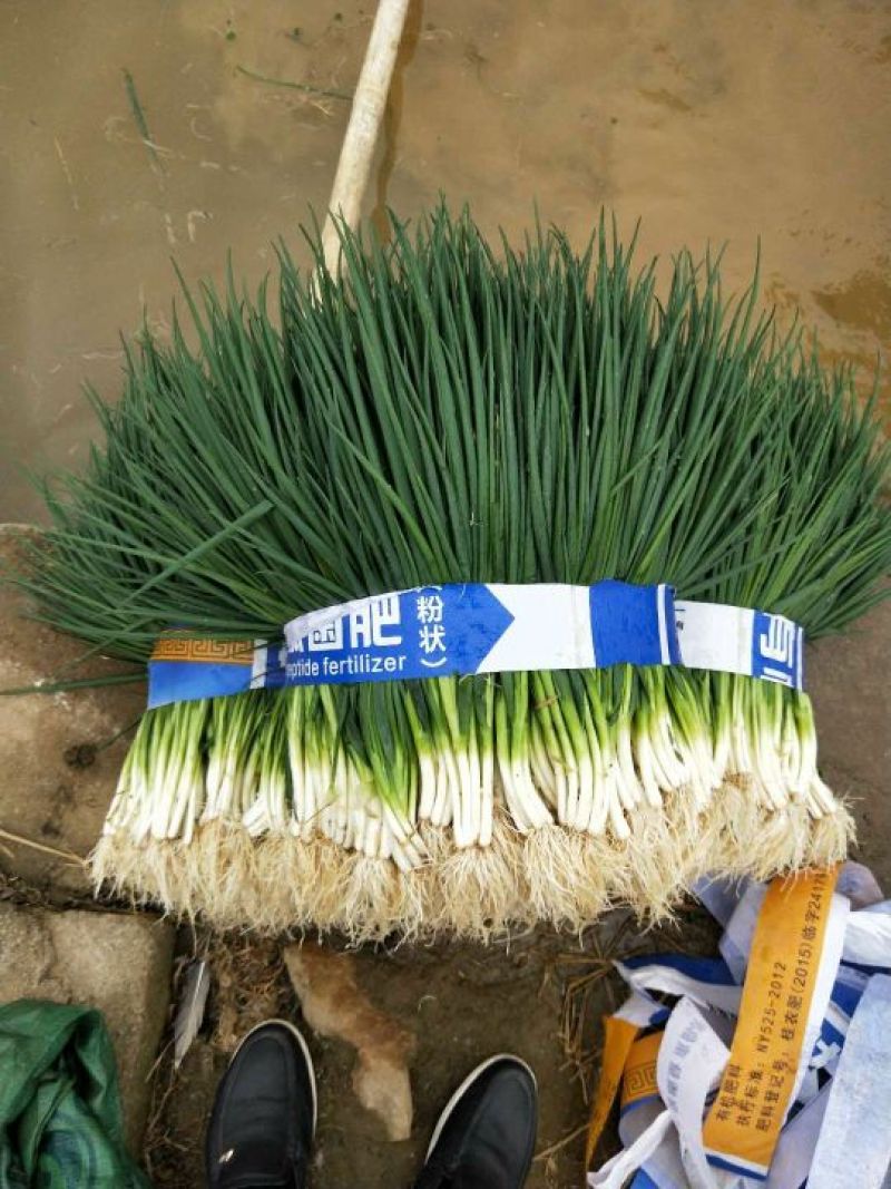香葱小葱30~35cm