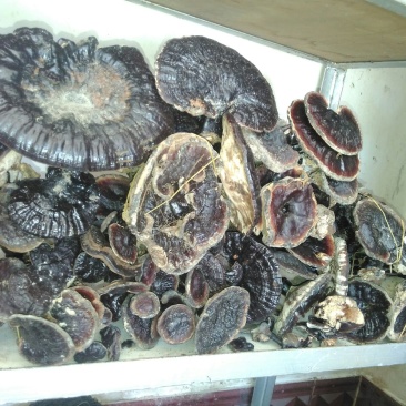 紫芝15~18公分
