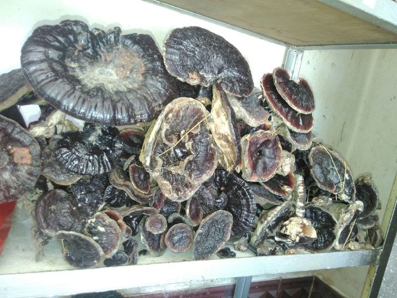 紫芝15~18公分