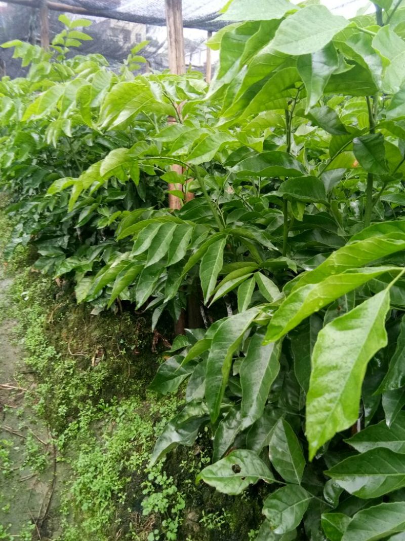 鸡心黄皮果苗2年