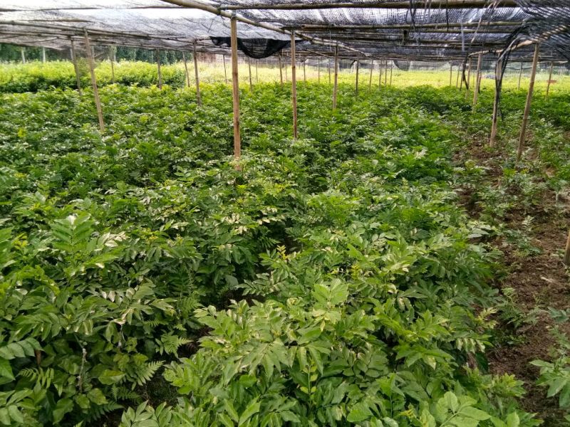 鸡心黄皮果苗2年