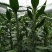 富贵竹2cm以下