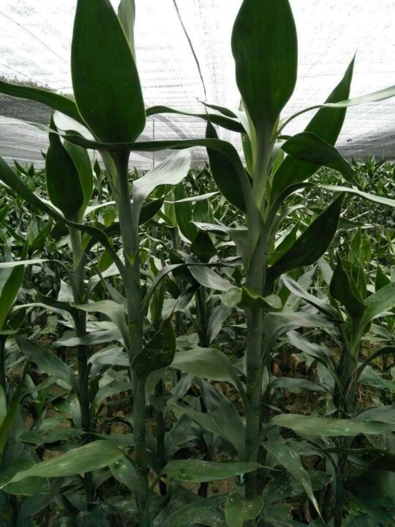 富贵竹2cm以下