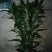 富贵竹2cm以下
