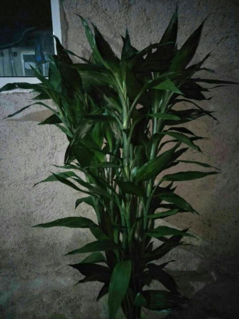富贵竹2cm以下